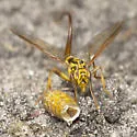 Papaya Fruit Fly - photo 5