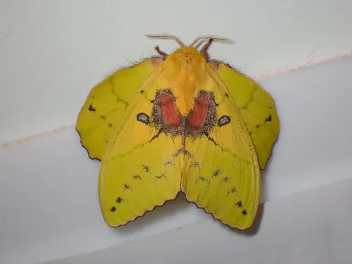 Trabala pallida