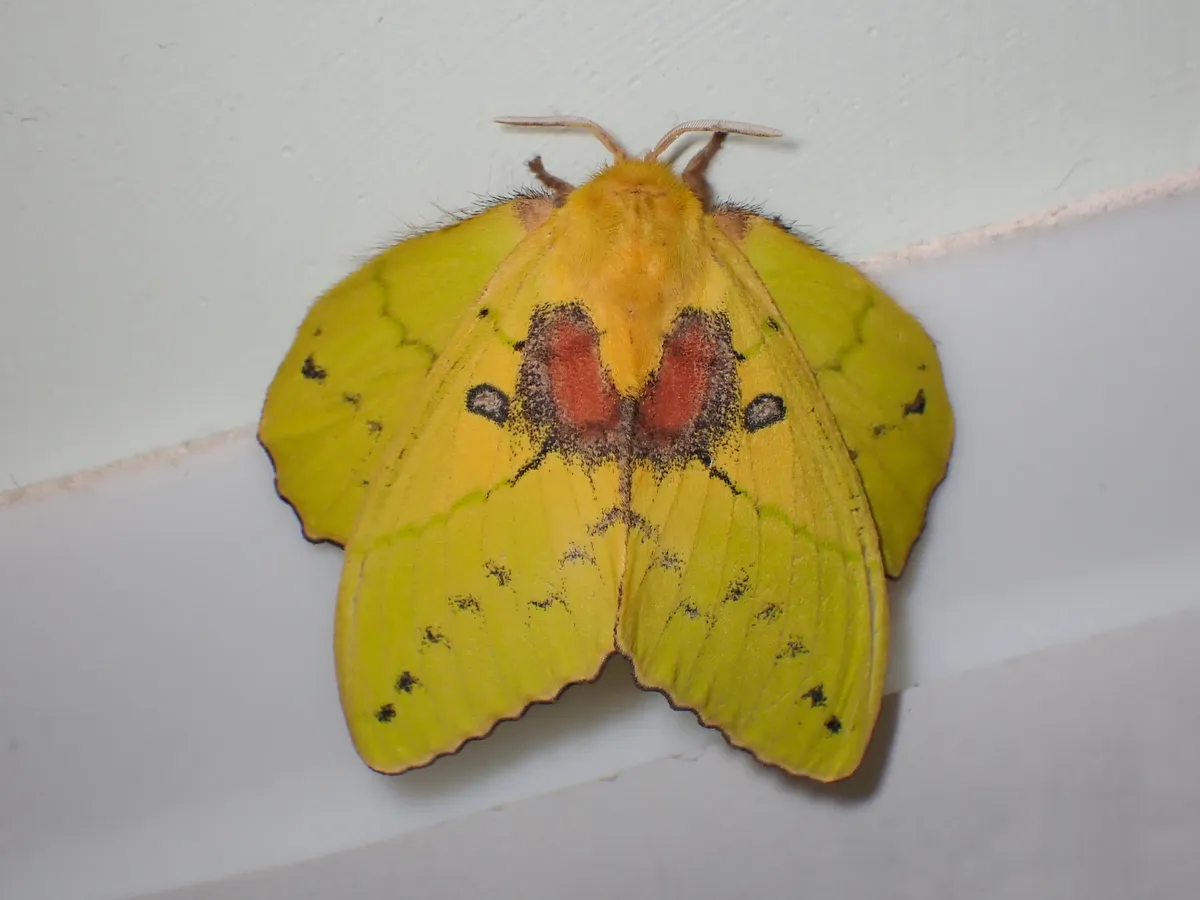 Trabala pallida - photo 3