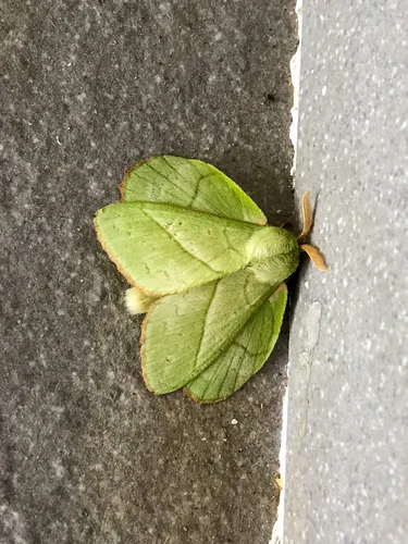 Trabala pallida - photo 5