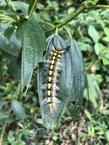 Trabala pallida - photo 6