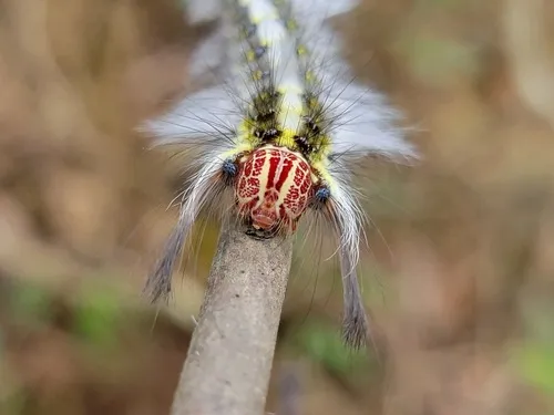 Trabala pallida - photo 7