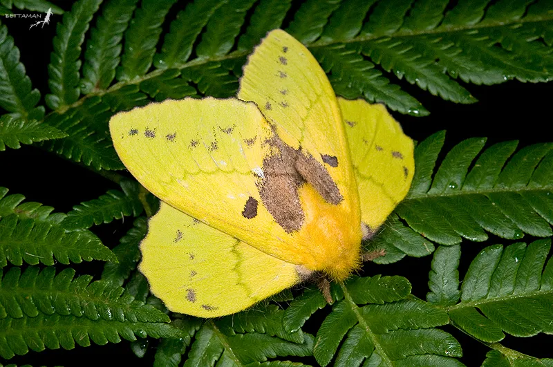 Rose Myrtle Lappet Moth - photo 2