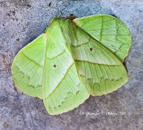 Rose Myrtle Lappet Moth - photo 5