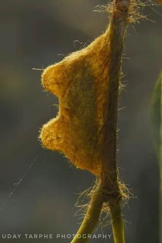 Rose Myrtle Lappet Moth - photo 6