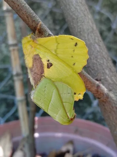 Rose Myrtle Lappet Moth - photo 8