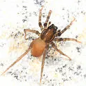 Trabeops aurantiacus - Trabeops aurantiacus