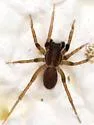 Trabeops aurantiacus - photo 2