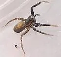 Trabeops aurantiacus - photo 3