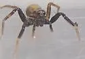 Trabeops aurantiacus - photo 4