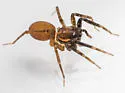 Trabeops aurantiacus - photo 5