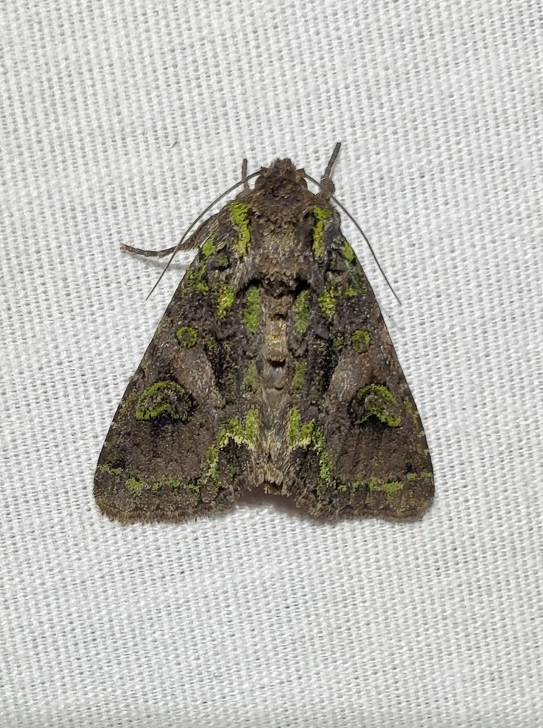 Trachea delicata - Hodges#9626 - photo 2