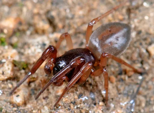 Bull-headed sac spider
