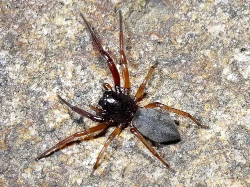 Bull-headed sac spider - photo 2