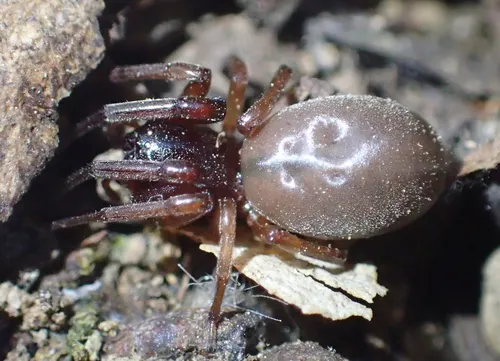Bull-headed sac spider - photo 3