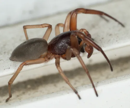 Bull-headed sac spider - photo 5