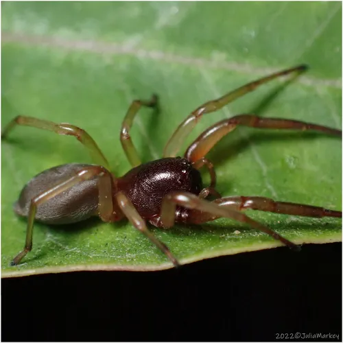 Bull-headed sac spider - photo 6