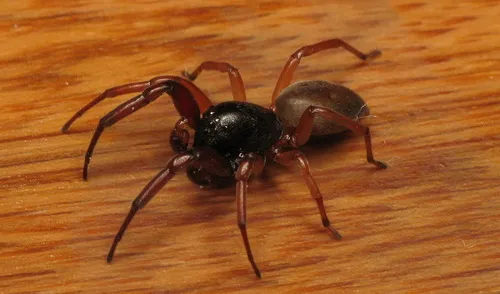 Bull-headed sac spider - photo 7