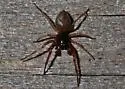 Trachelas tranquillus