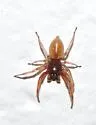 Trachelas tranquillus - photo 2