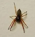 Trachelas tranquillus - photo 3