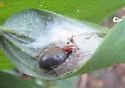 Trachelas tranquillus - photo 4