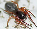 Trachelas tranquillus - photo 5