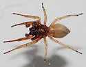 Trachelas volutus - photo 4
