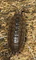 Rathke's Woodlouse