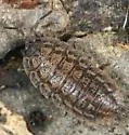 Rathke's Woodlouse - photo 2