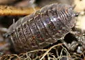 Rathke's Woodlouse - photo 3