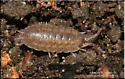 Rathke's Woodlouse - photo 4