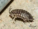 Rathke's Woodlouse - photo 5