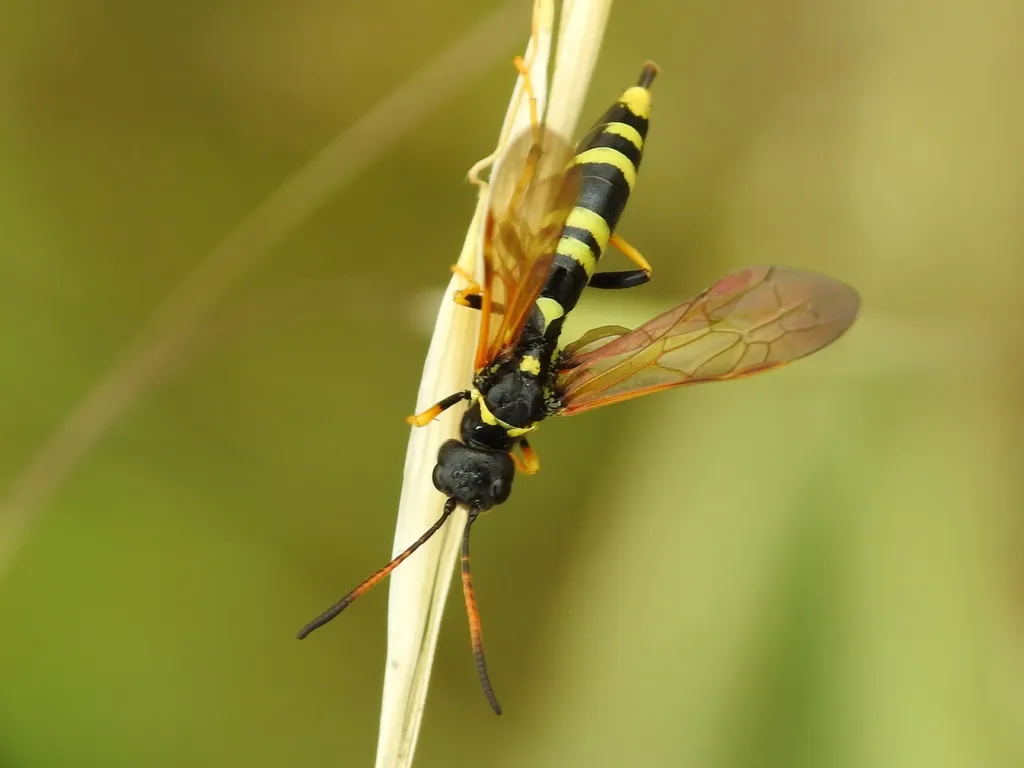 Trachelus flavicornis - photo 2