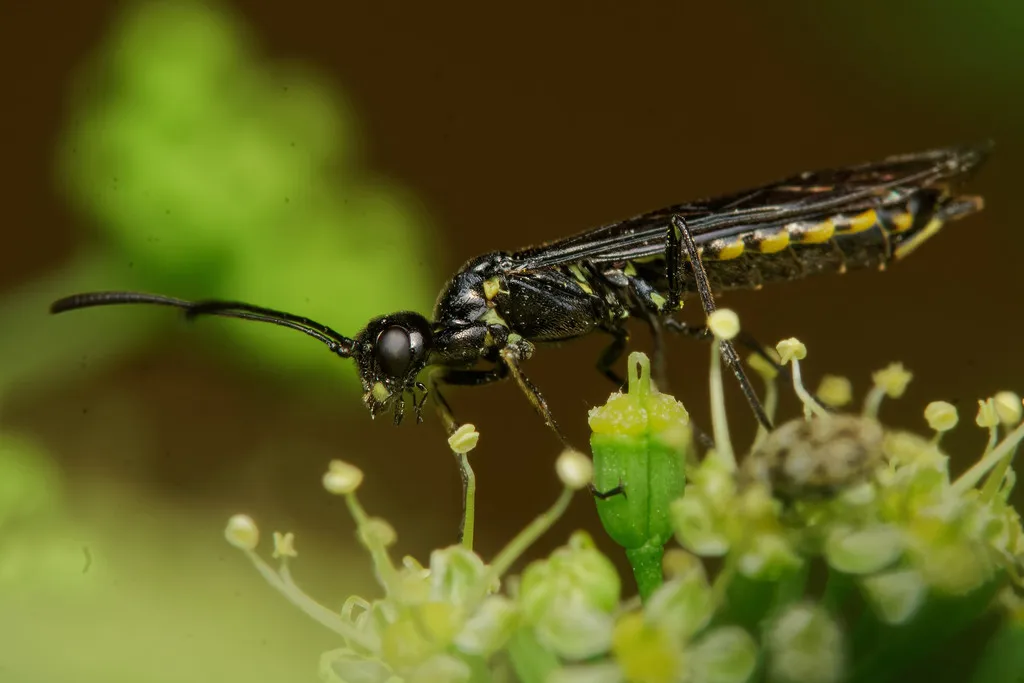 Black Grain Stem Sawfly - photo 3