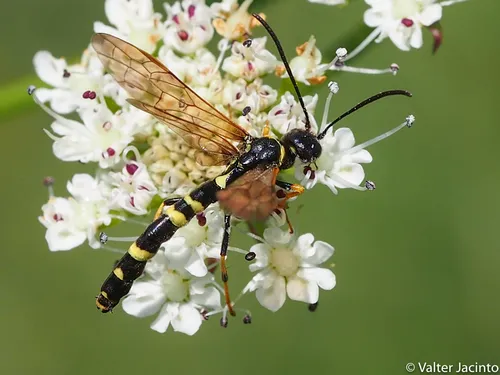 Hermit Stem-sawfly