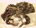 Trachodes hispidus - photo 2