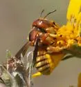 Trachusa cordaticeps - photo 2