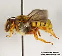 Trachusa cordaticeps - photo 4