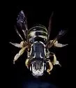 Trachusa dorsalis - photo 2