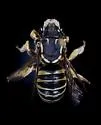 Trachusa dorsalis - photo 3