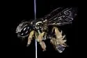 Trachusa dorsalis - photo 4