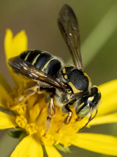 Trachusa fontemvitae