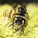 Trachusa larreae