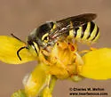 Trachusa larreae - photo 4