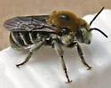 Trachusa perdita - Trachusa perdita