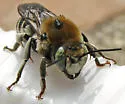 Trachusa perdita - photo 2