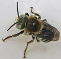 Trachusa perdita - photo 3