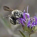 Trachusa timberlakei