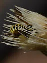 Trachusa timberlakei - photo 3